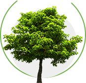 優(yōu)良的苗木資源